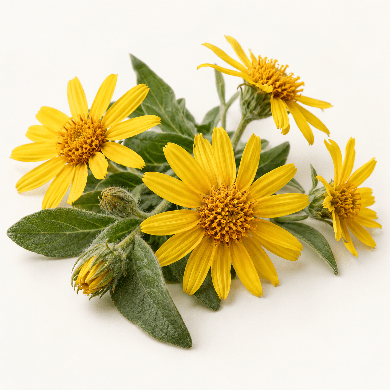 Macérat d’Arnica