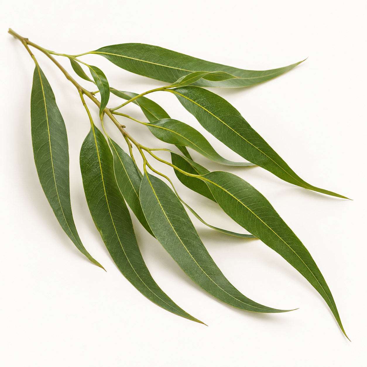 Huile essentielle d’Eucalyptus Citronné