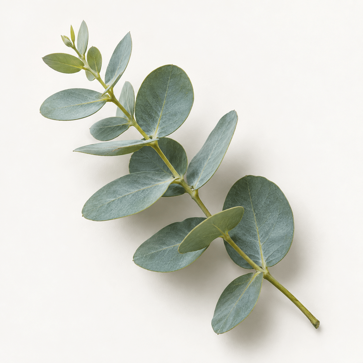 Huile essentielle d’Eucalyptus Globulus