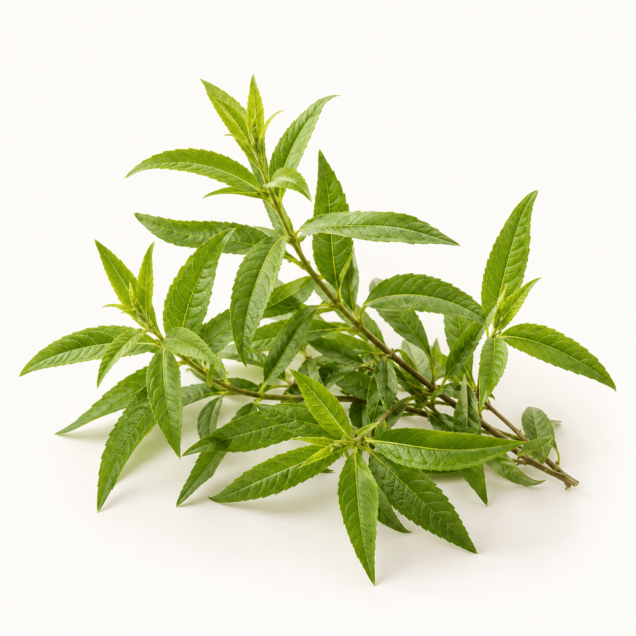 Hydrolat de Verveine